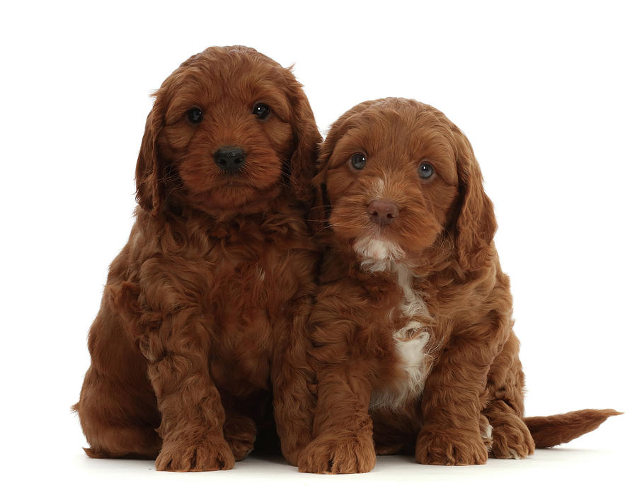  Red Cockapoo Puppies, 6 Weeks Old Photograph by Mark Taylor