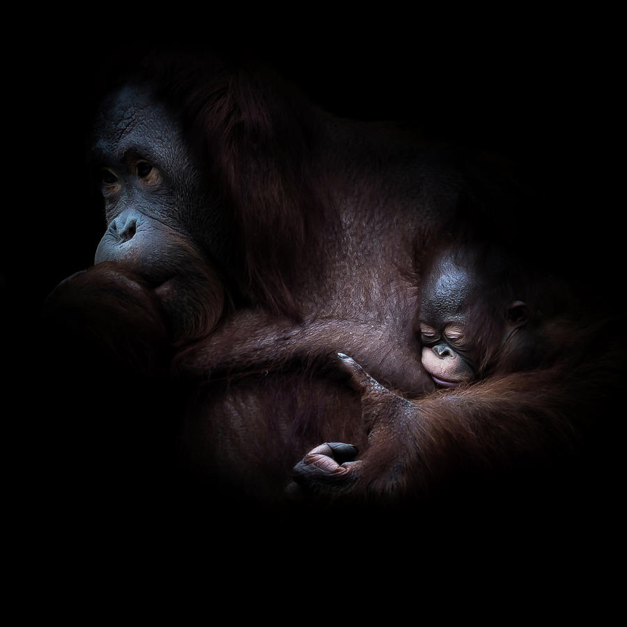 Monkey Photograph - ... Sleep by Joerg Vollrath