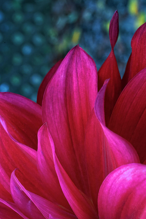 .... by Susan Callaway .... by Susan Callaway
