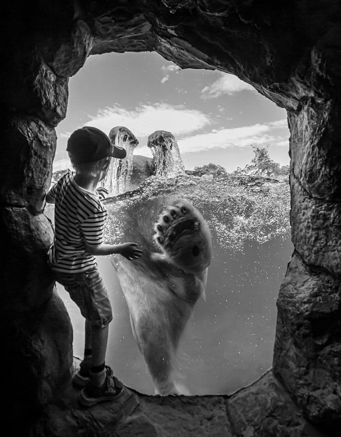 ... The Polar Bear And The Boy # 2 Photograph by Joerg  Vollrath