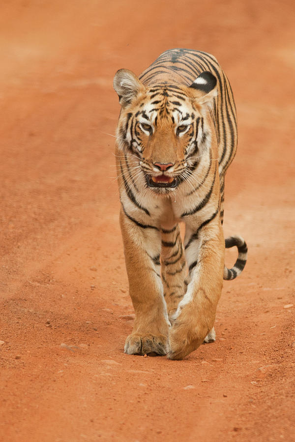 -tigress Photograph by Ajay K Shah