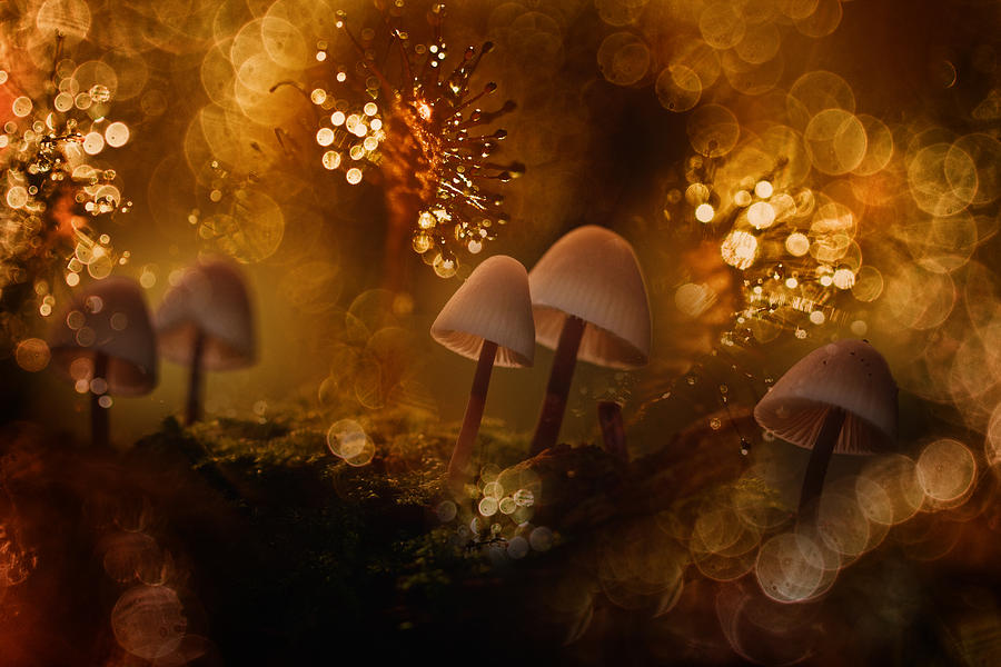 Mushroom Photograph -  by Wil Mijer