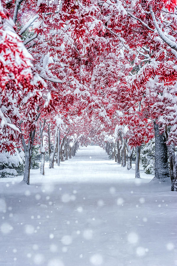 Winter Photograph - ??????? by Yuusei Nagahata