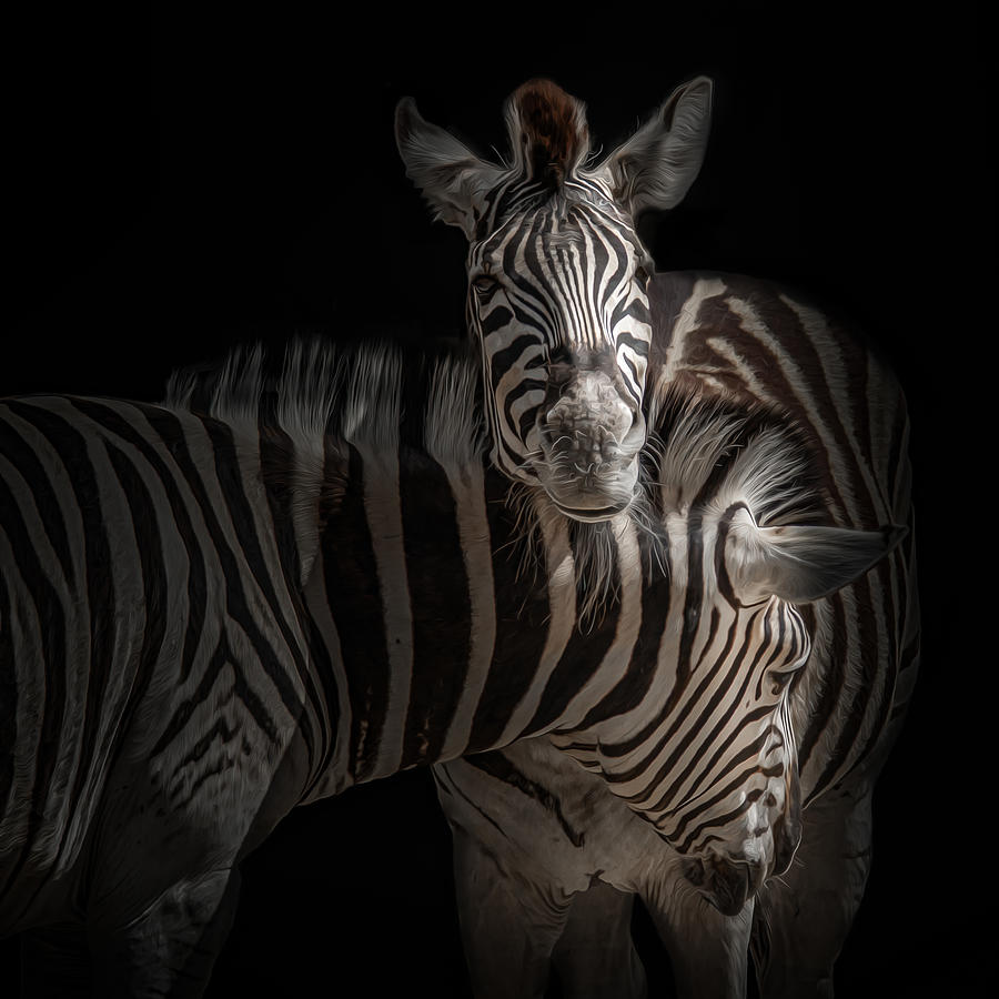 ... Zebra Photograph by Joerg  Vollrath