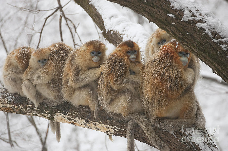 00444264.jpg by Xi Zhinong 00444264.jpg by Xi Zhinong