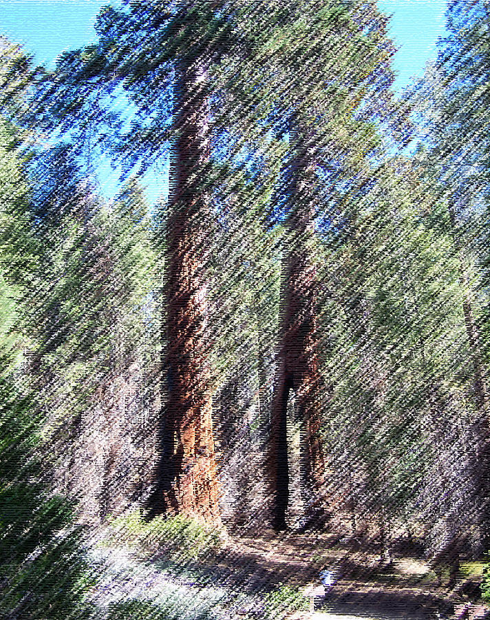 010219 Red Woods California by Garland Oldham 010219 Red Woods California by Garland Oldham