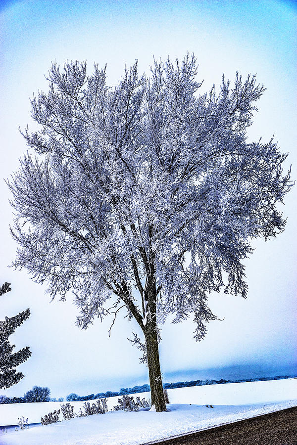 039 - Frosty Tree Photograph by David Ralph Johnson