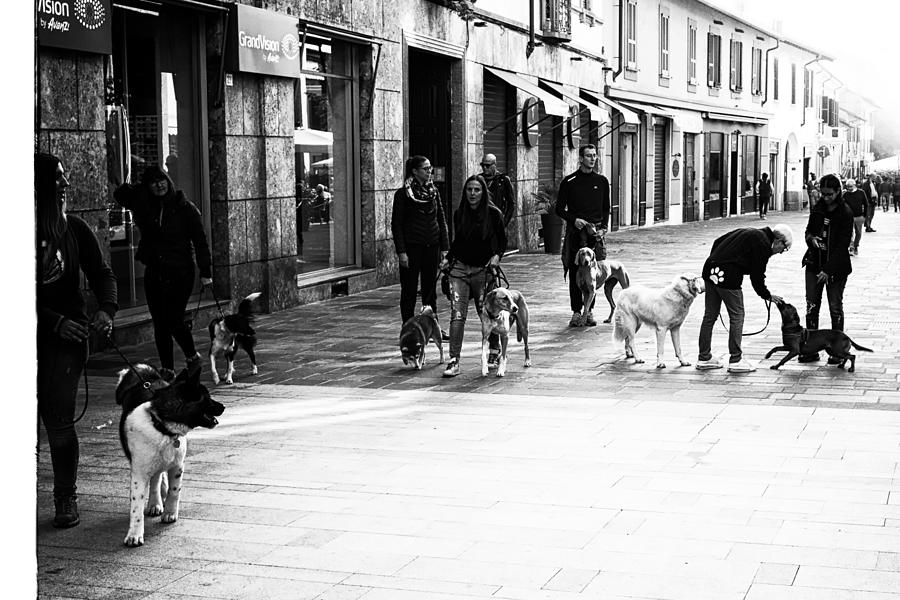 04 A Dogs Meeting Photograph by Sreet