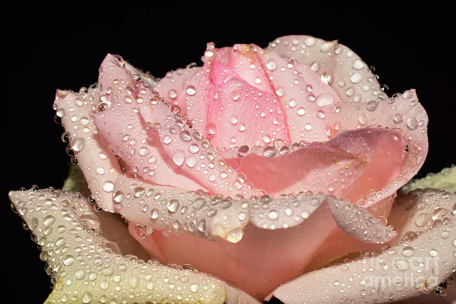 Flower Photograph - 056/nice Rose Close Up by Elvira Ladocki