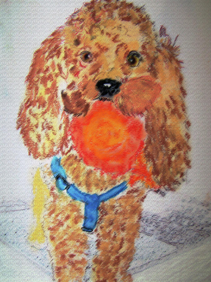 070719 PEMAW TOY POODLE by Garland Oldham 070719 PEMAW TOY POODLE by Garland Oldham