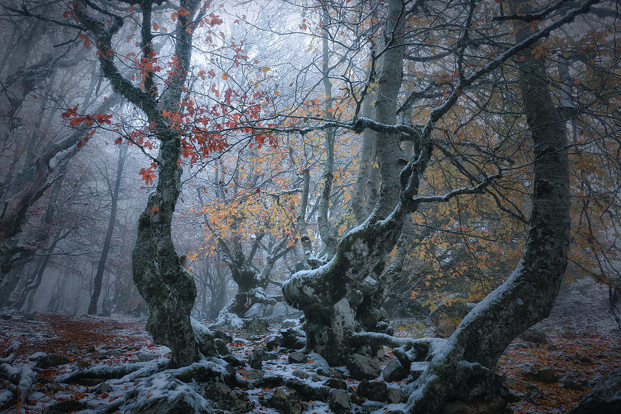 Forest Photograph - by Amador Funes Forest Photograph - by Amador Funes