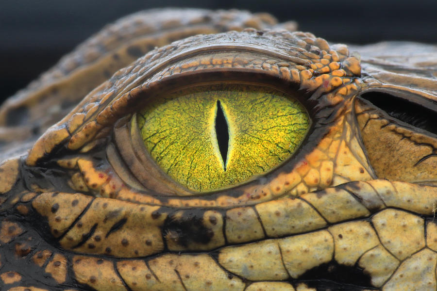 Crocodile Photograph -  #1 by Hendy Mp