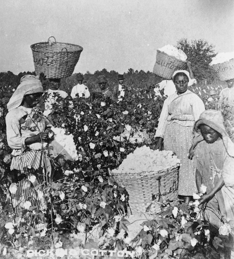 19th Century Cotton Picking by Lightfoot
