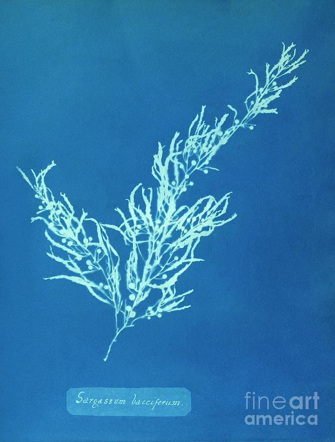 19th-century Plant Cyanotype Photograph by Metropolitan Museum Of Art/science Photo Library