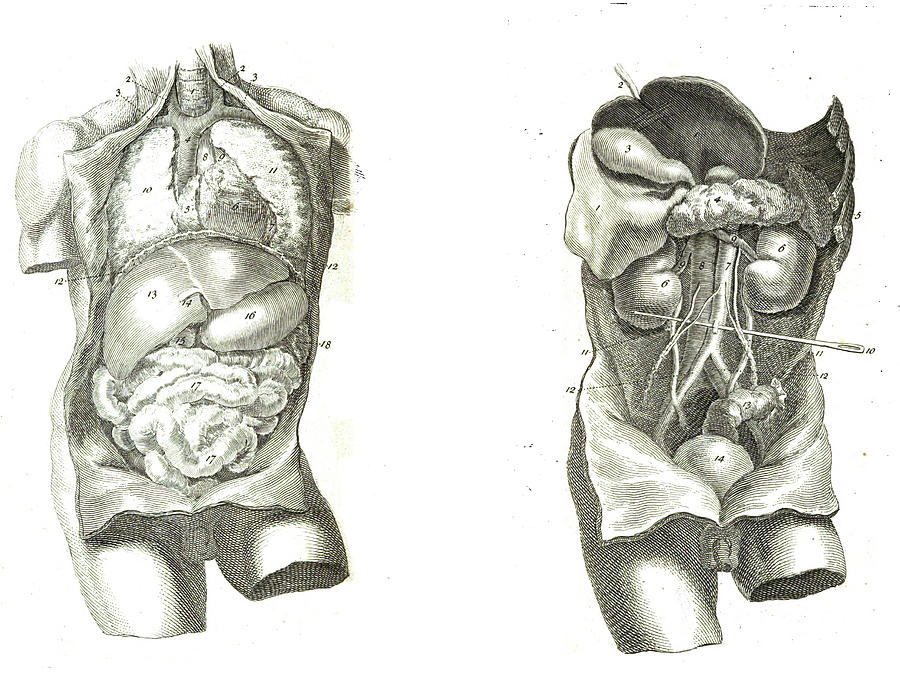 2 Views Of The Human Torso, Muscles And Internal Organs Photograph