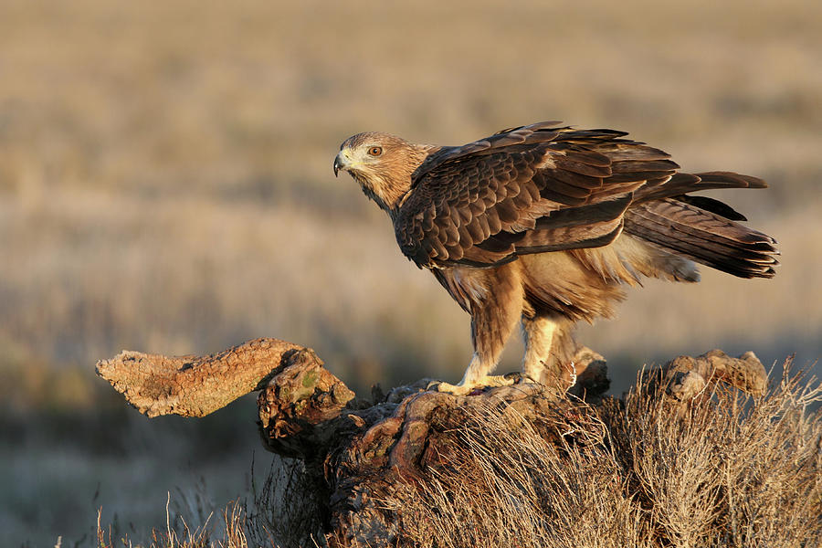 Eagle Photograph - 2 Years Old Female Of Bonelli´s Eagle, Aquila Fasciata #1 by Cavan Images