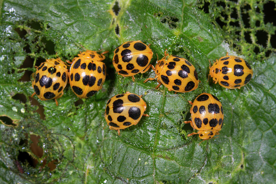 28-spotted Potato Ladybirds Eating Leaf #1 Photograph by Ivan Kuzmin