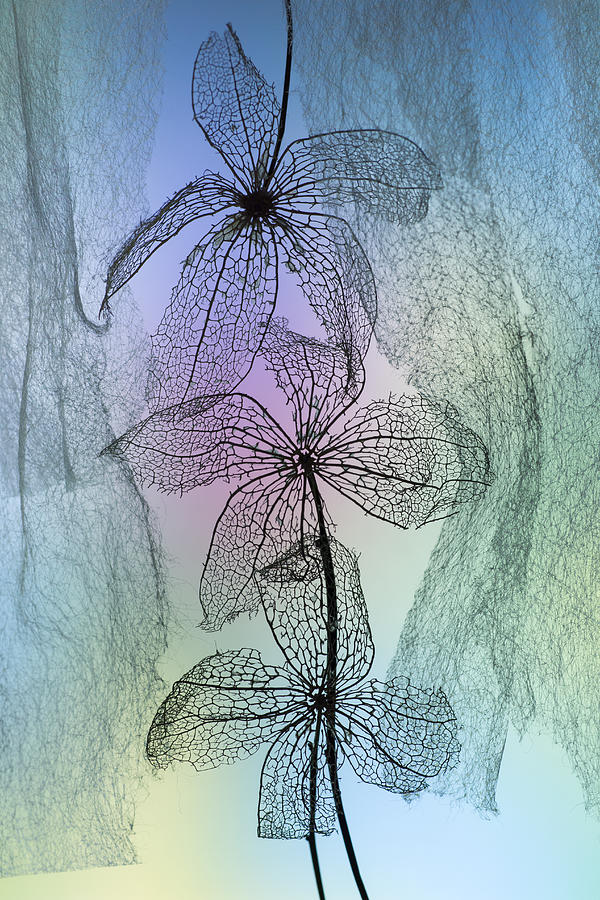 Still Life Photograph - 3 Flowers #1 by Shihya Kowatari