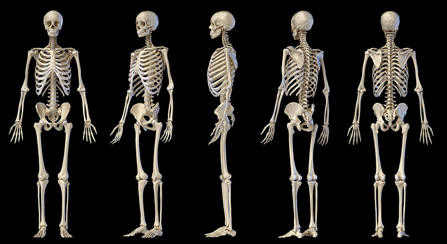 3d Illustration Of Full Male Skeleton #1 Photograph by Pixelchaos