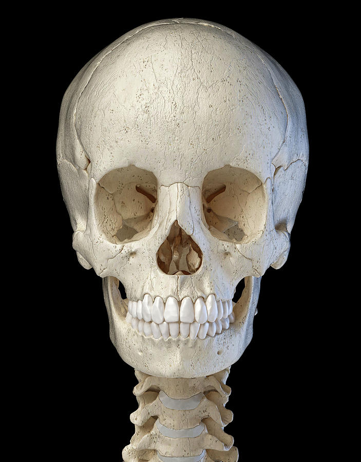 3d Illustration Of Human Skull, Front #1 Photograph by Pixelchaos