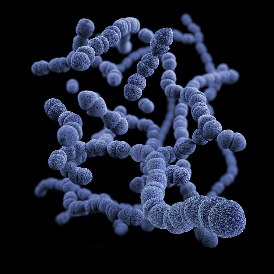 3d Illustration Of The Streptococcus #1 Photograph by Stocktrek Images