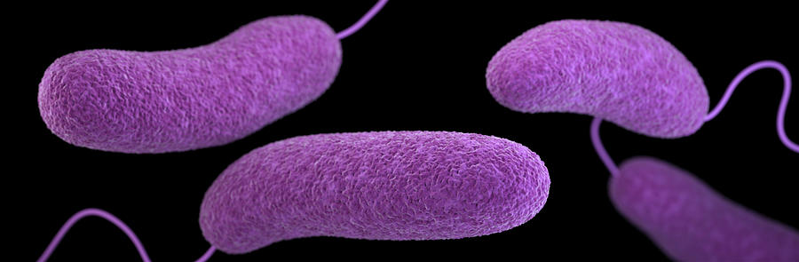 3d Illustration Of The Vibrio #1 Photograph by Stocktrek Images