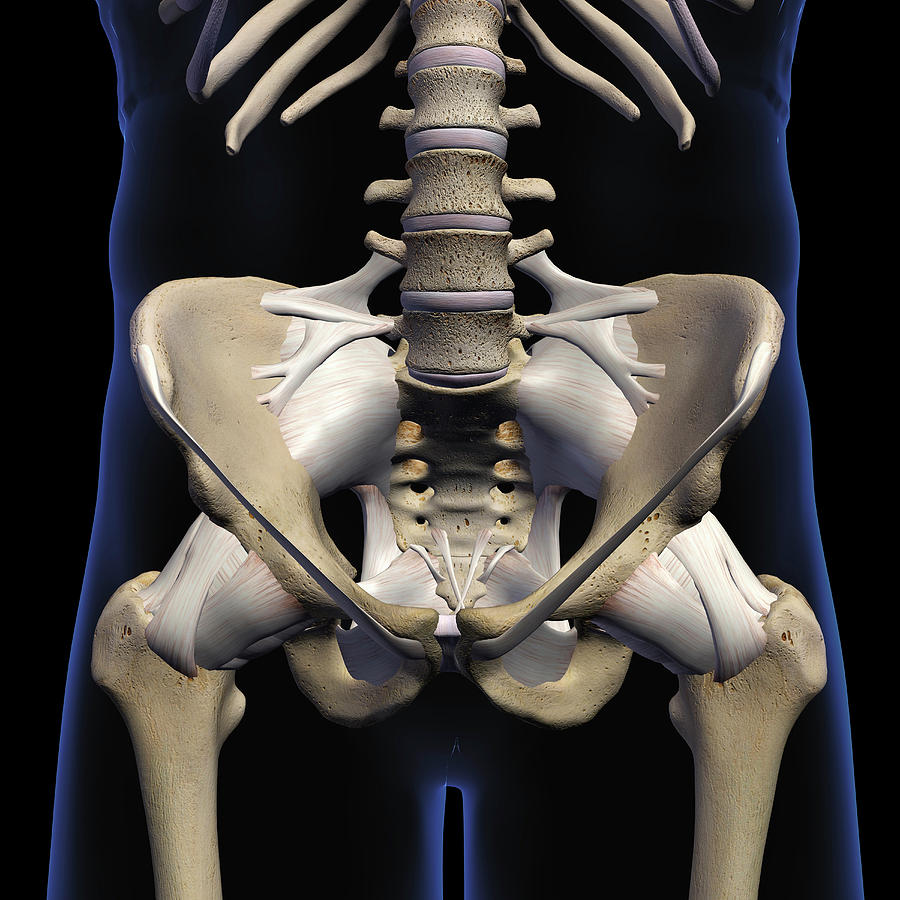 Normal pelvis and both hips | Image | Radiopaedia.org