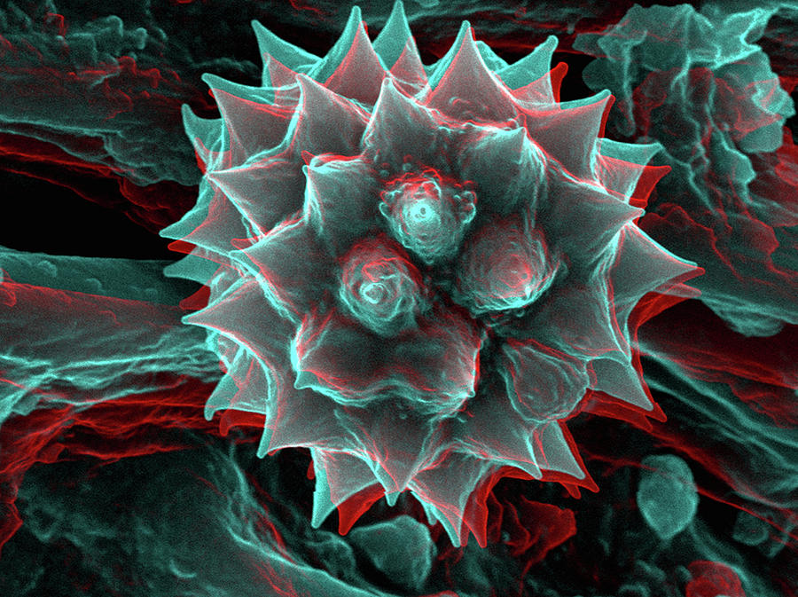 Nature Digital Art - 3d Sem Image Of Chamomile Pollen, 8 Degree Tilt #1 by Sheri Neva