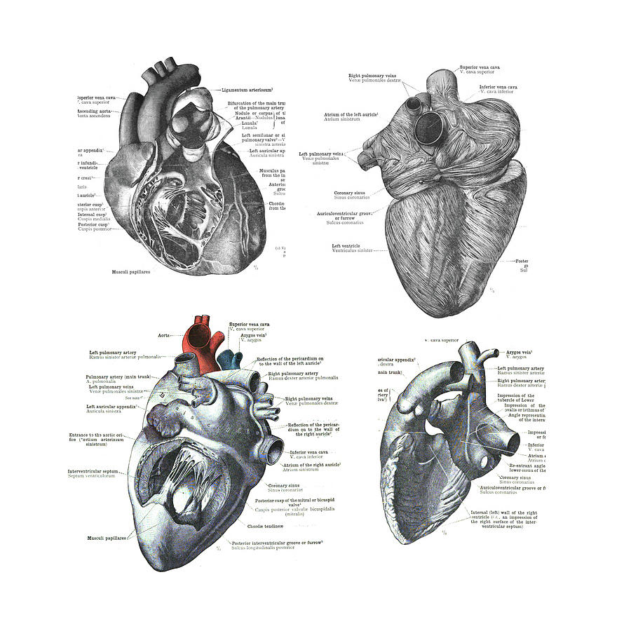 4 Views Of The Human Heart  Photograph by Steve Estvanik