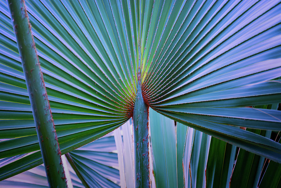 Nature Photograph - 7 Abstract Art Palm Leaf #1 by Anthony Paladino