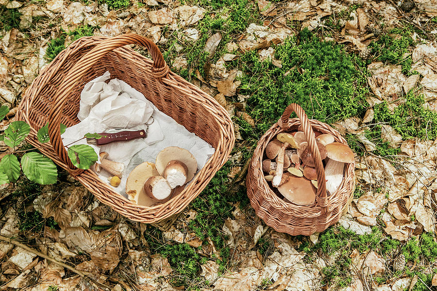 A Basket Of Freshly Picked Mushrooms #1 Photograph by Tre Torri
