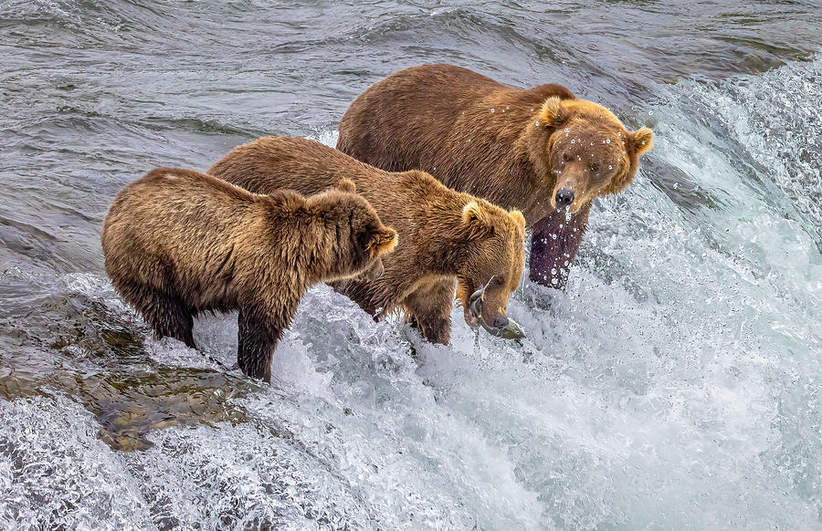 Salmon Photograph - A Bear Family #1 by Ning Lin
