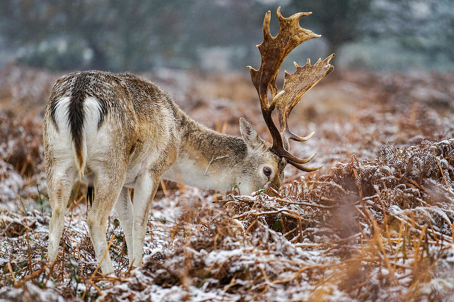 Snow Deer by Susan Lindblom
