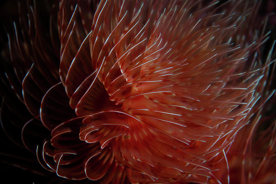 A Beautiful Feather Duster Worm Spreads #1 Photograph by Ethan Daniels