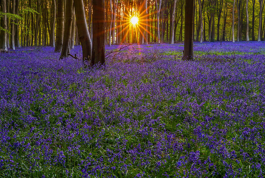 A beautiful sunrise between bluebells in Micheldever forest, England. #1 Photograph by George Afostovremea