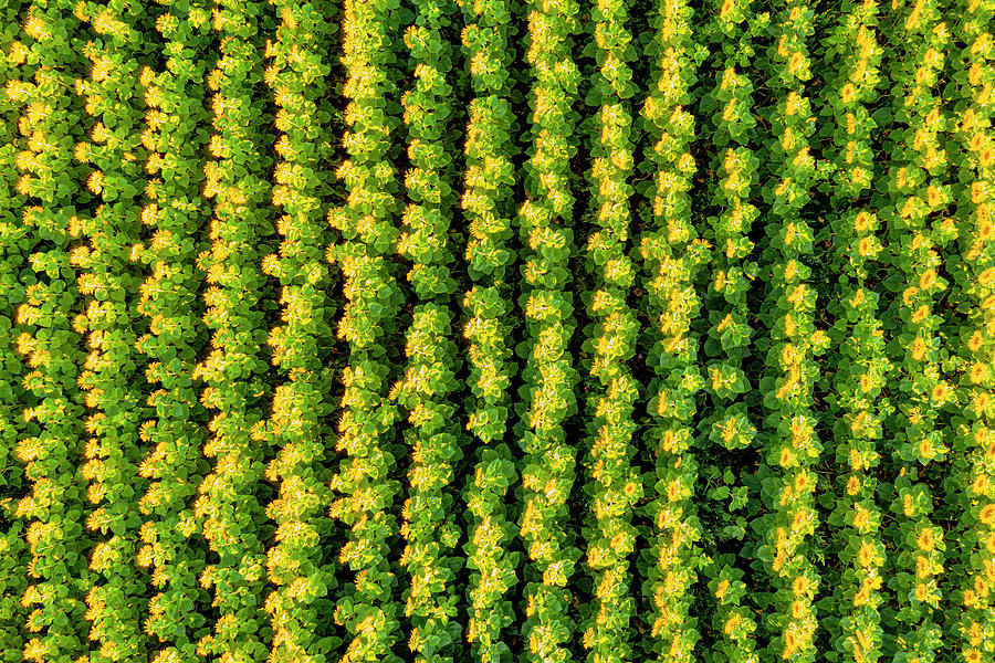 A Bird's Eye View Of Sunflowers In A Field. Aubing, Munich, Upper Bavaria, Bavaria, Germany, Europe #1 Photograph by Christoph Olesinski