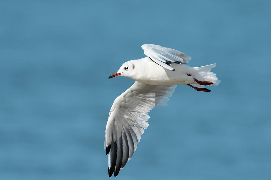 Canon Bird Branch Project, Biodiversity Initiatives, Bird photo guide