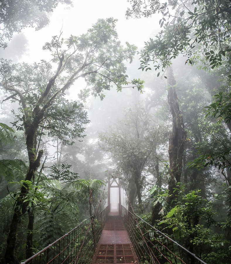 Albums 102+ Pictures monteverde cloud forest biological reserve, costa rica Completed