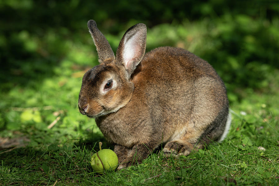 brown rabbit teddy