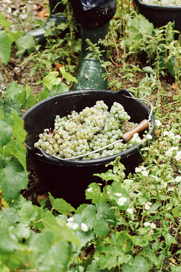 A Bucket Of Freshly Harvested White Grapes #1 Photograph by Jennifer Braun
