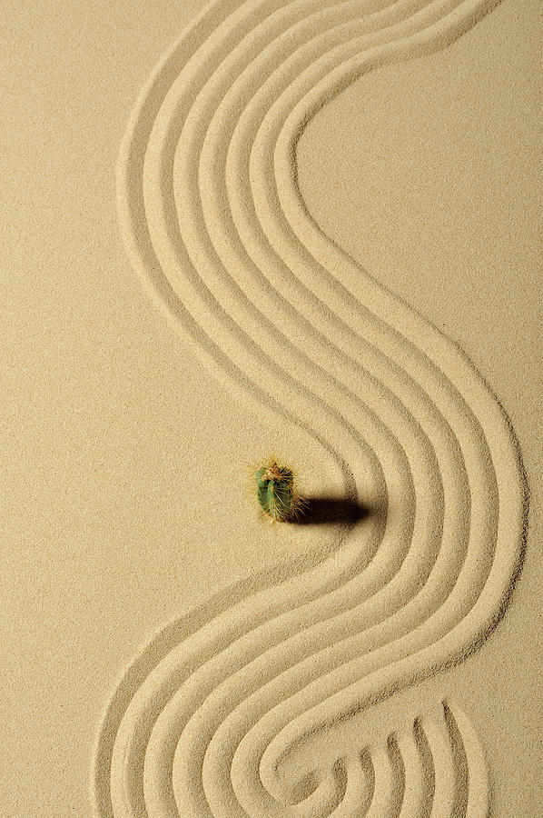 A Cactus And Wave Pattern In The Sand #1 Photograph by Yagi Studio