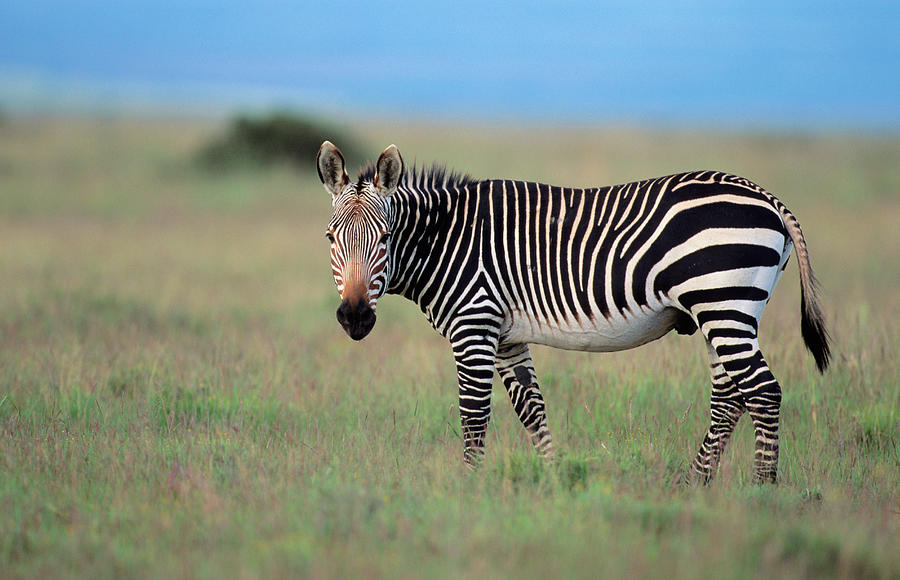 webkinz endangered cape mountain zebra