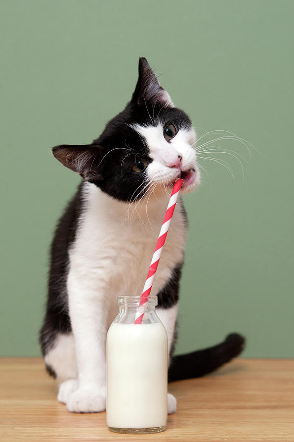 A Cat Drinking Milk From A Straw In A by Ben Queenborough