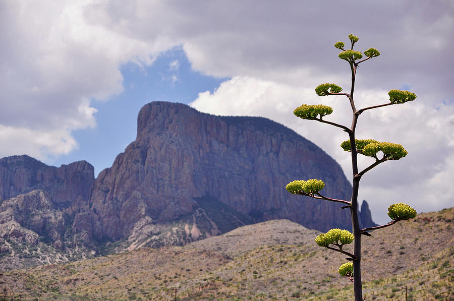 A Century Plant Adorns The Mountainous #1 Photograph by Bud Force