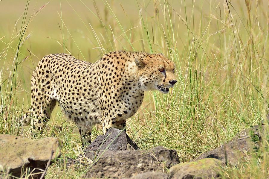 A Cheetah Stalks It's Prey Photograph by Cavan Images | Fine Art America