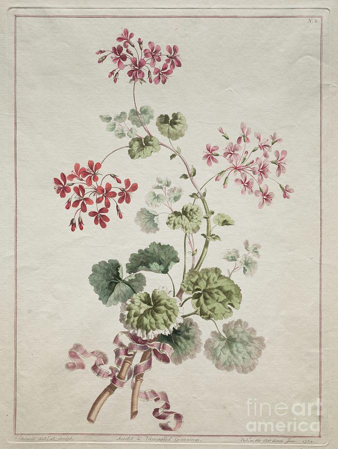 A Collection Of Flowers Drawn #1 Drawing by Heritage Images