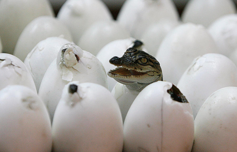 A Crocodile Hatches During a Crocodile Photograph by Sukree Sukplang ...