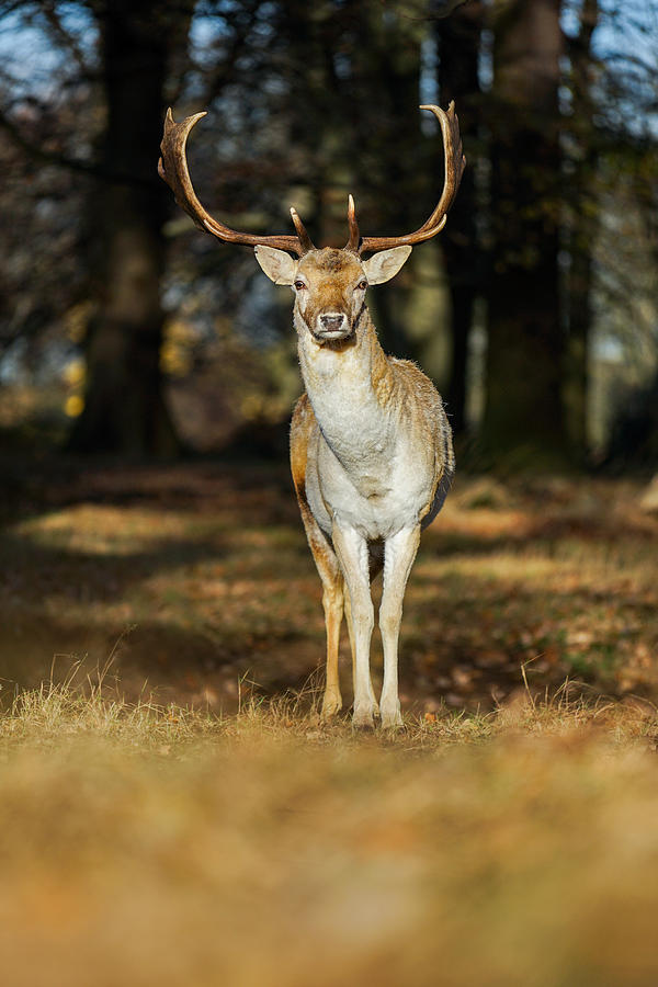 A curious deer giving me a funny look. Photograph by George ...