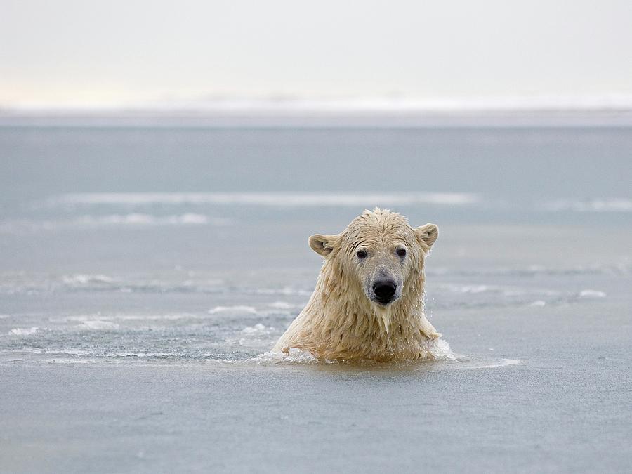 A Curious Polar Bear Boar (ursus Photograph by Steven Kazlowski - Fine ...