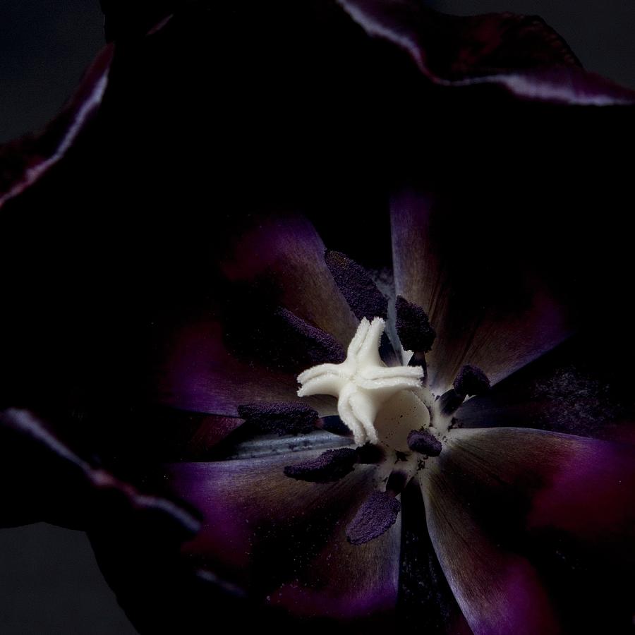 A Dark Purple Tulip Flower #1 Photograph by Catja Vedder